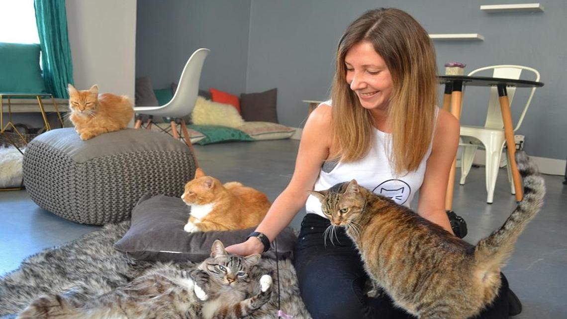 Cat Therapy owner Catalina Esteves partnered with local animal shelters for the café, which opens Monday, May 29, 2017 at 1213 State St., Suite L, in Santa Barbara.