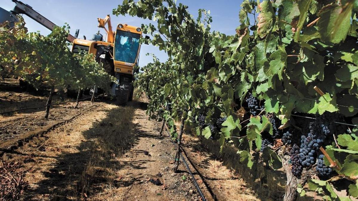 A mechanical harvester grabs ripe petite syrah grapes off the vine at one of the J. Lohr vineyards in Paso Robles.