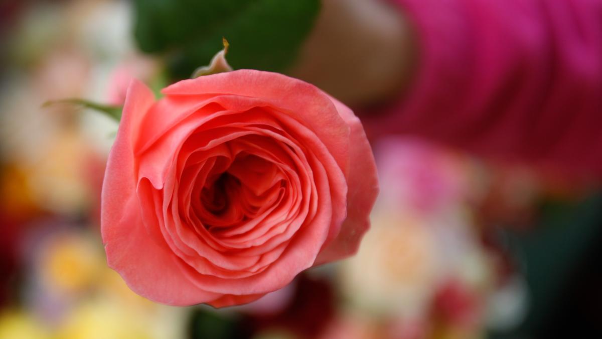 True Love, a pink rose with a ruffled center, is one of the most popular sellers for Eufloria Flowers in Nipomo.