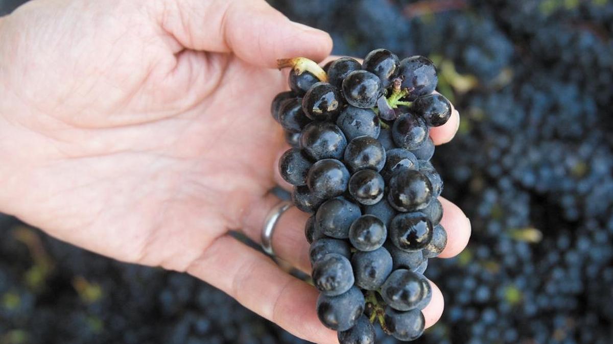 Brian Talley holds pinot noir grapes.