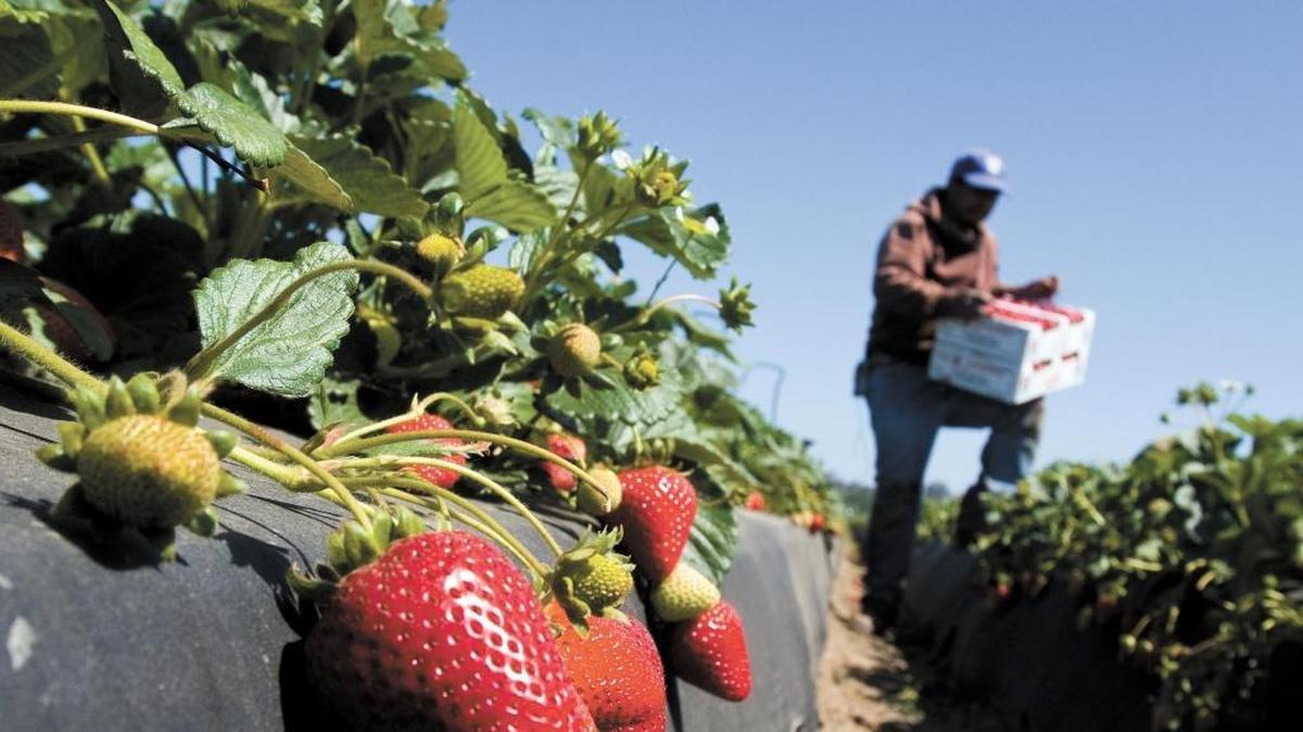 Strawberries remained the county’s top crop in 2015, racking up a value of more than $222 million.