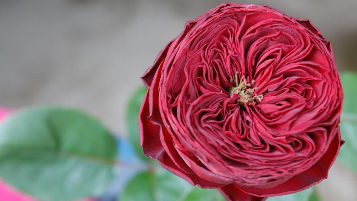 Love flowers? This SLO County company is America’s main grower of cut roses