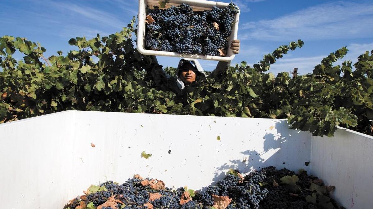 A worker dumps his picked grapes into a bin during the harvest at J. Lohr in Paso Robles in 2010.