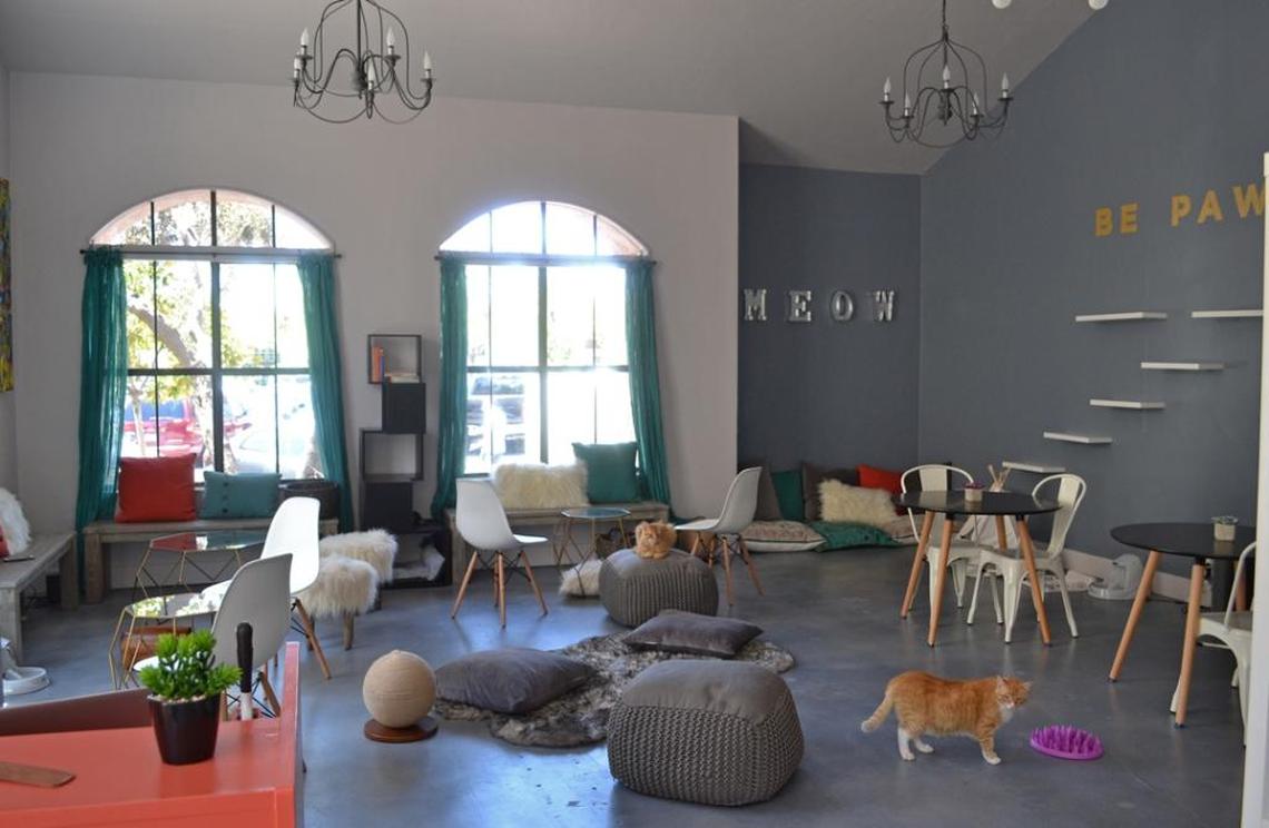 Cat Therapy, Santa Barbara’s first cat café, currently has 11 cats and is available for 75-minute visits by reservation.
