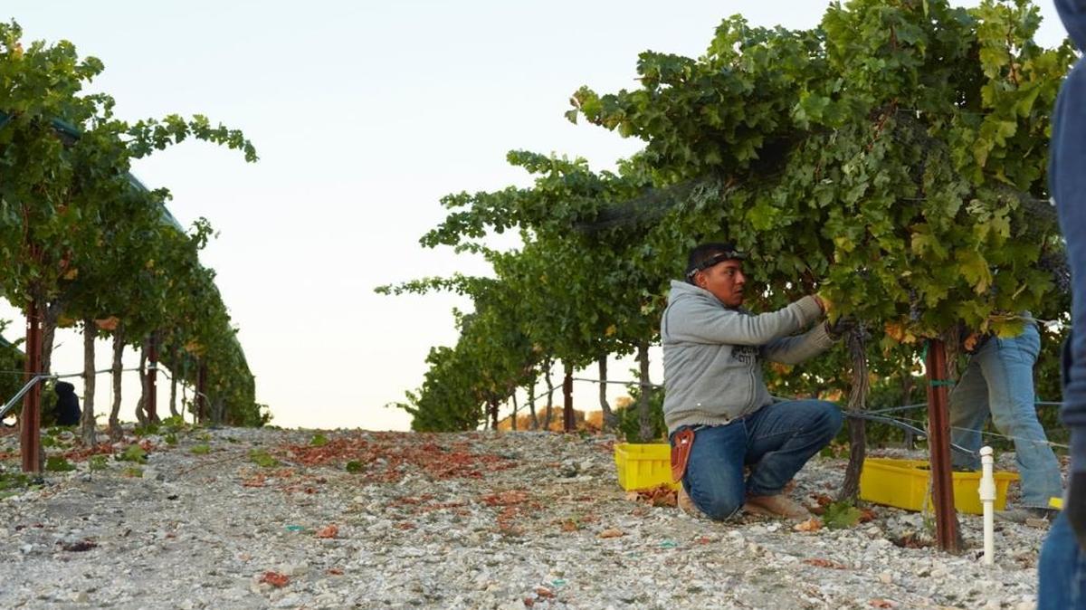 Vineyard workers pick grapes at Adelaida Cellars.