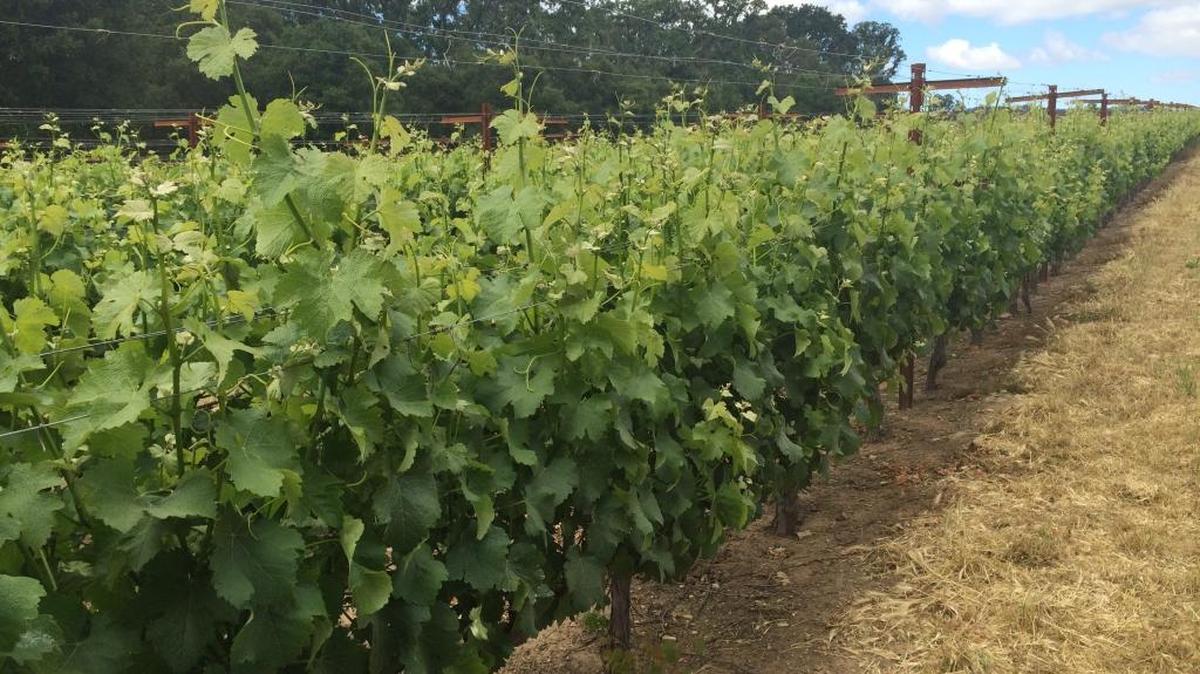 Vigorous vine growth at ONX Wines in Templeton