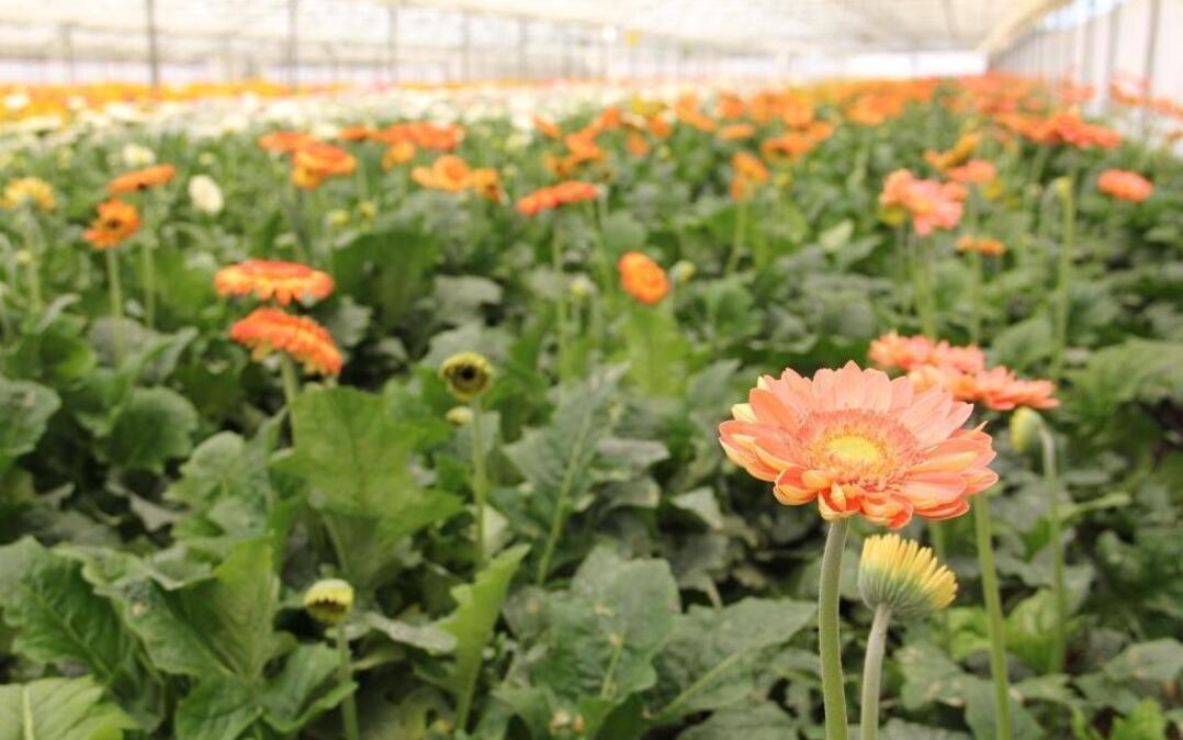 Skyline Growers has opened its first flower market in Nipomo, selling locally grown and some imported flowers to Central Coast customers.