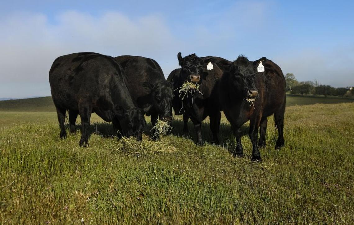 Cattle at Templeton Hills Beef.