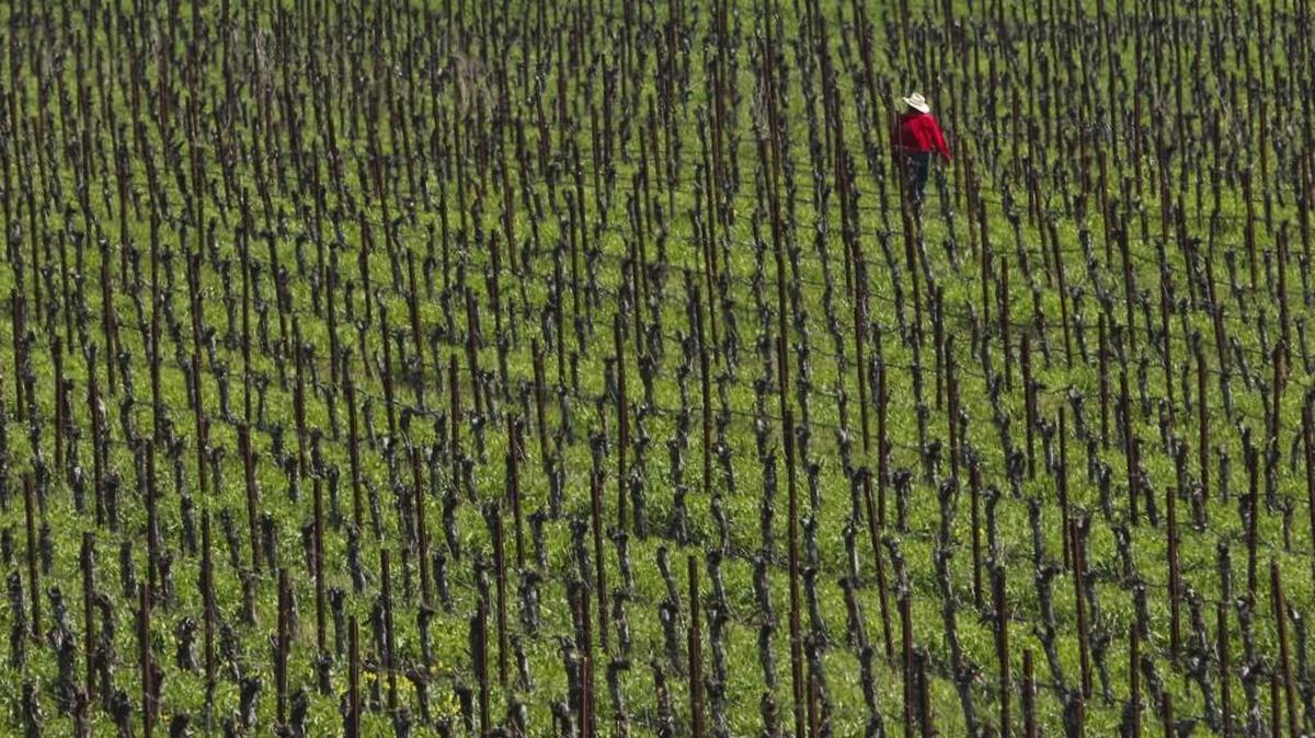 A worker walks among the vines at Halter Ranch Vineyard in Adelaida. Halter Ranch won Best of South-Central Coast Red for its 2014 Ancestor in the 2017 California State Fair Wine Competition.