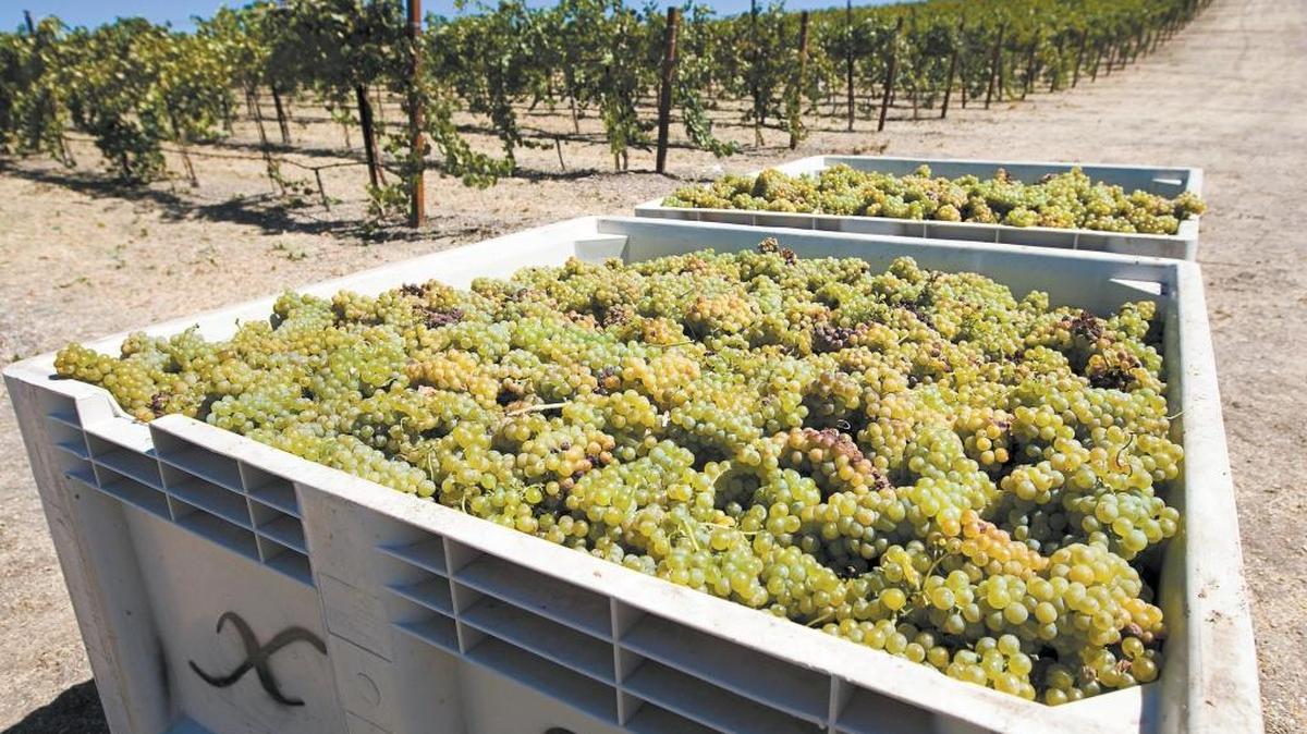 California’s wine grape crop shrank to its lowest level in four years last fall, a 5 percent decline from 2014’s harvest, according to results released this week.