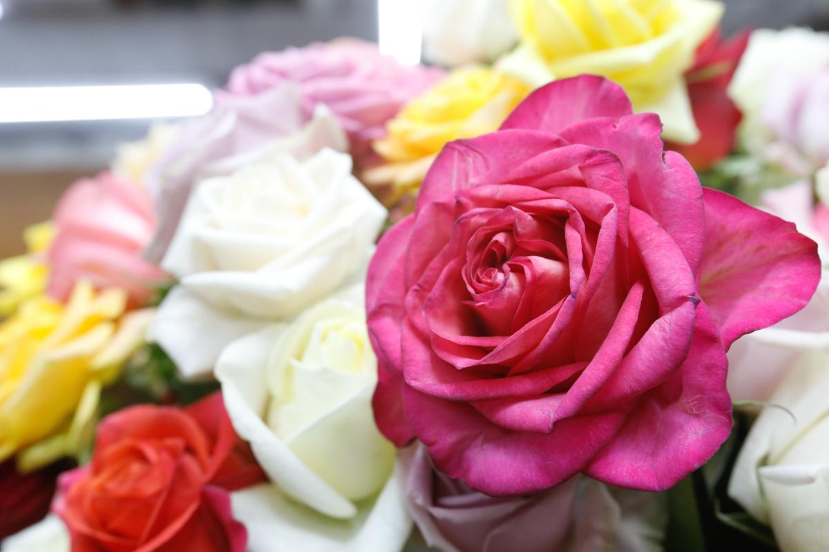 Eufloria Flowers in Nipomo grows about 150 different rose varieties.