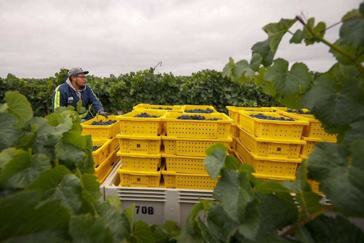 A tractor hauls bins of freshly harvested pinot noir grapes from the vineyard to be processed at Tolosa Winery in San Luis Obispo.