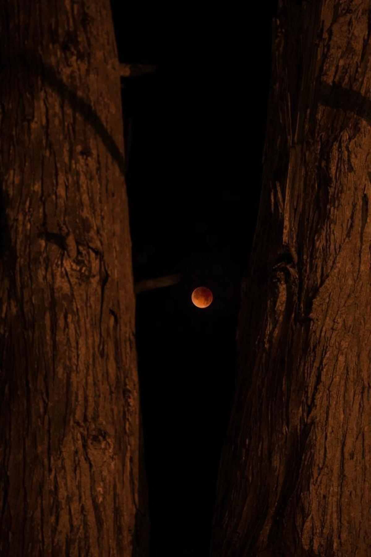 The super blue blood moon seen over Los Osos Bay.