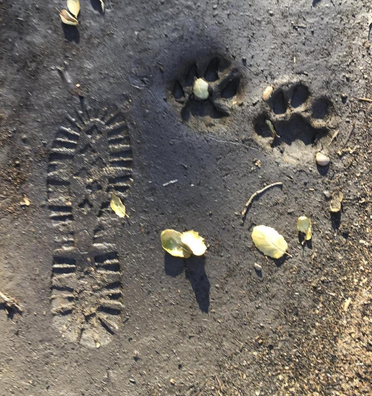 They saw bear tracks walking in and cougar tracks walking out.
