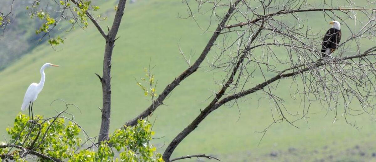 A bald eagle finds a perch in a cottonwood tree off Orcutt Road in San Luis Obispo in April 2017.