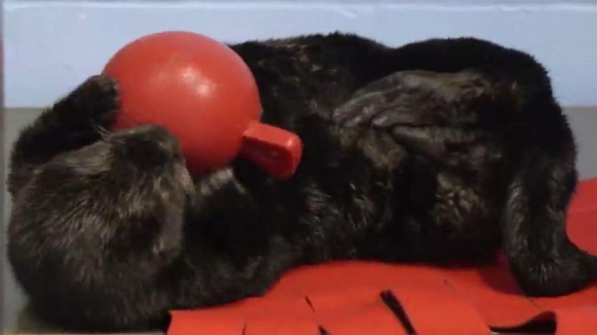 A juvenile sea otter who recently found a new home with the Aubudon Aquarium in New Orleans plays with her favorite toy, a red ball.