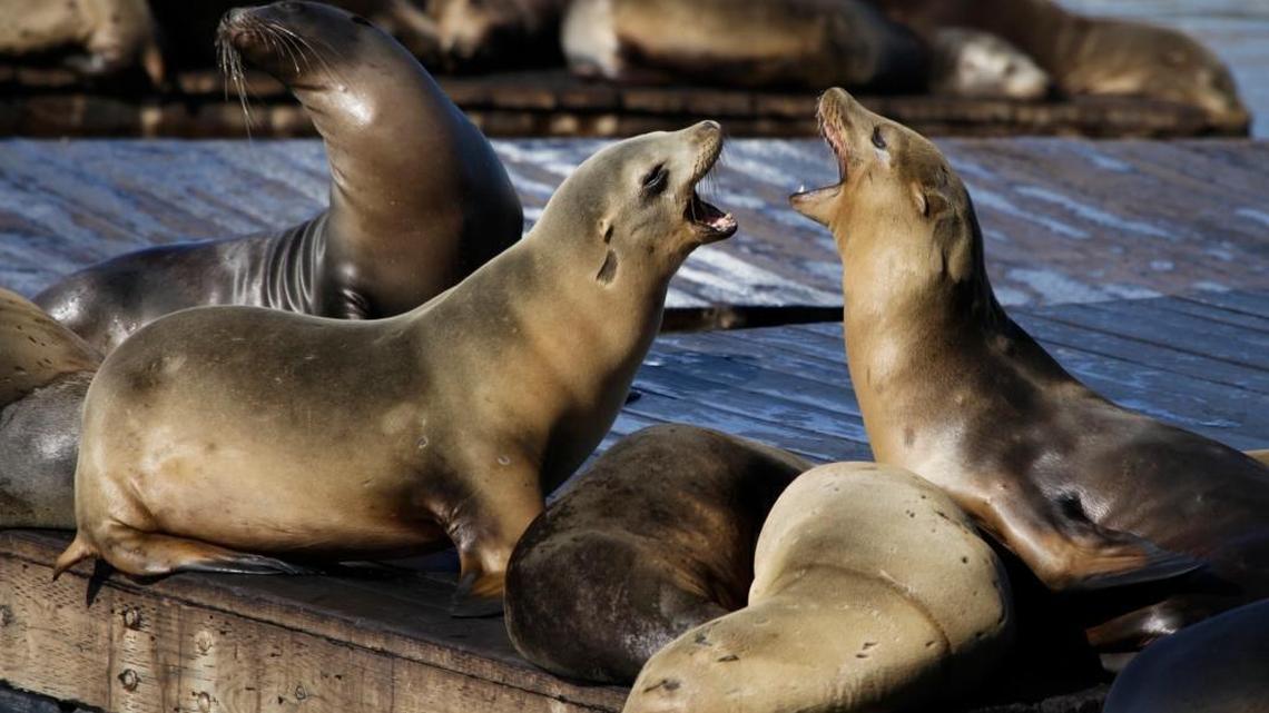 A San Francisco woman received a non-life-threatening bite from a sea lion while swimming early Thursday.