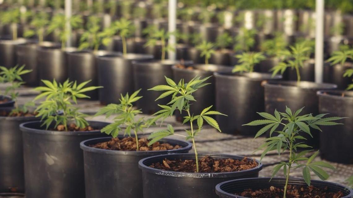 This farm employs 75 people — but SLO County regulations could put it out of business