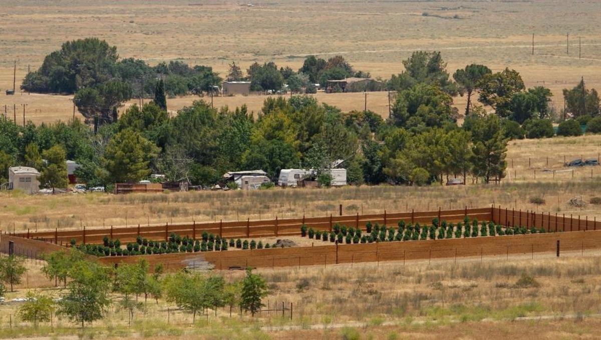 Cannabis cultivation in California Valley, like this farm shown in a June 2017 photo, is no longer allowed as of December 31, 2017.
