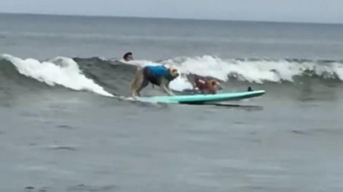 The second annual World Dog Surfing Championship was held Saturday, Aug. 5, 2017, at Linda Mar Beach in Pacifica.