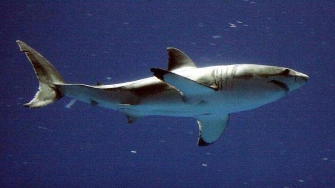 Man seriously injured in shark attack off Monterey County coast