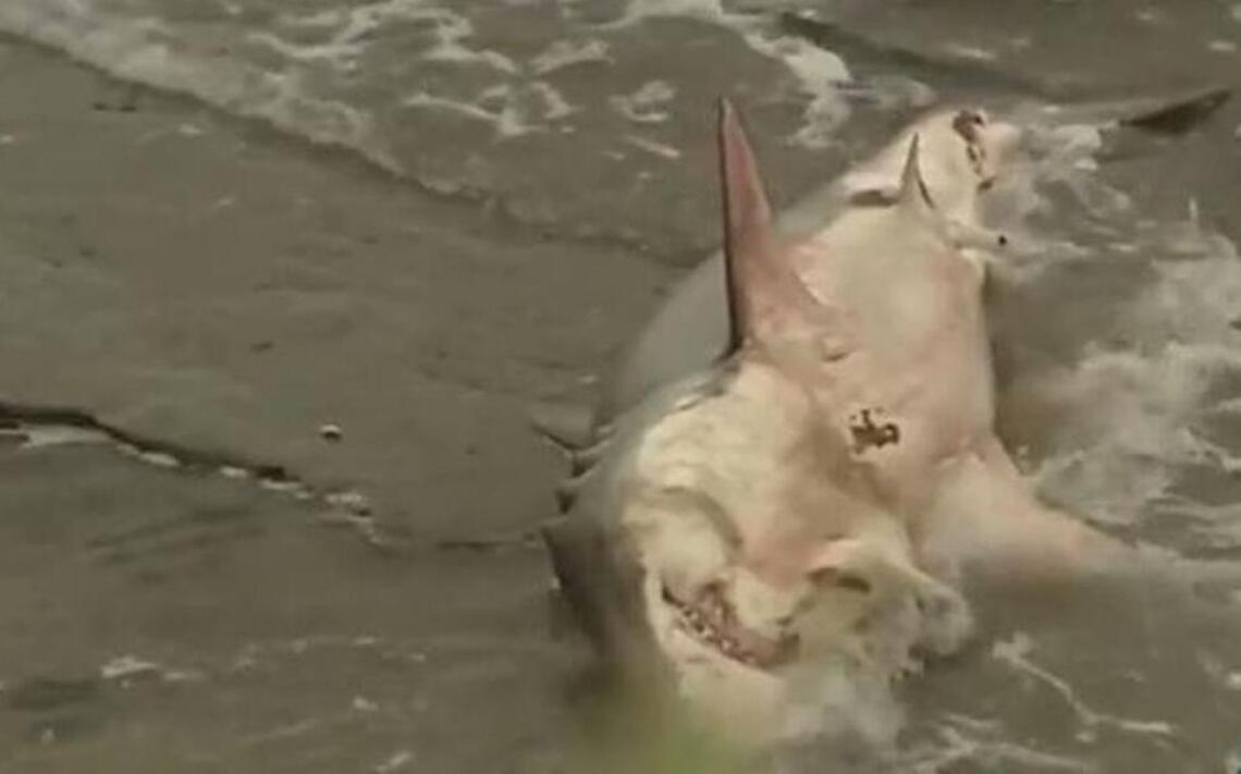 8-foot shark caught in shallow surf dies on Santa Cruz beach