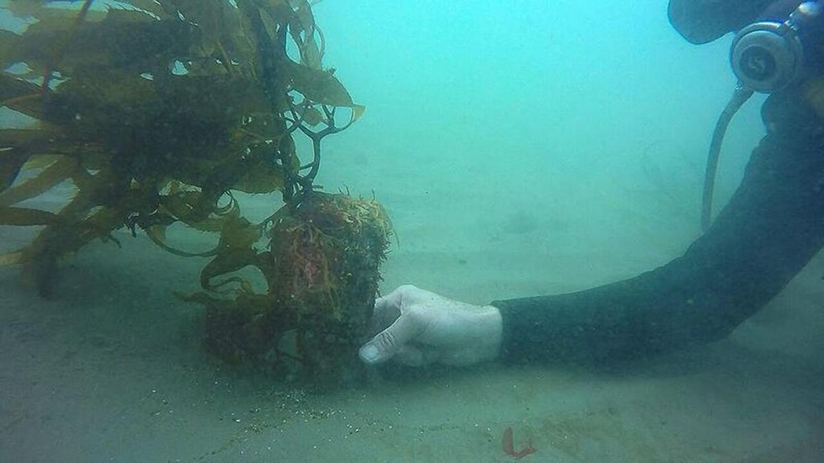 On several dives this spring, Bob Kiel found kelp fronds on six of the 204 granite columns that he and Greg Christman installed on the seafloor at Goleta Bay in 2016. Kiel says restoring the kelp forest might help restore Goleta Beach.