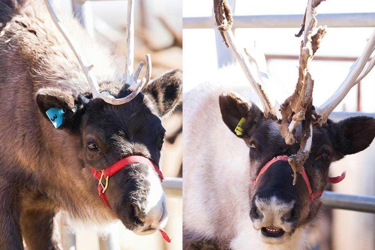 The Santa Barbara Zoo welcomed two reindeer in November.