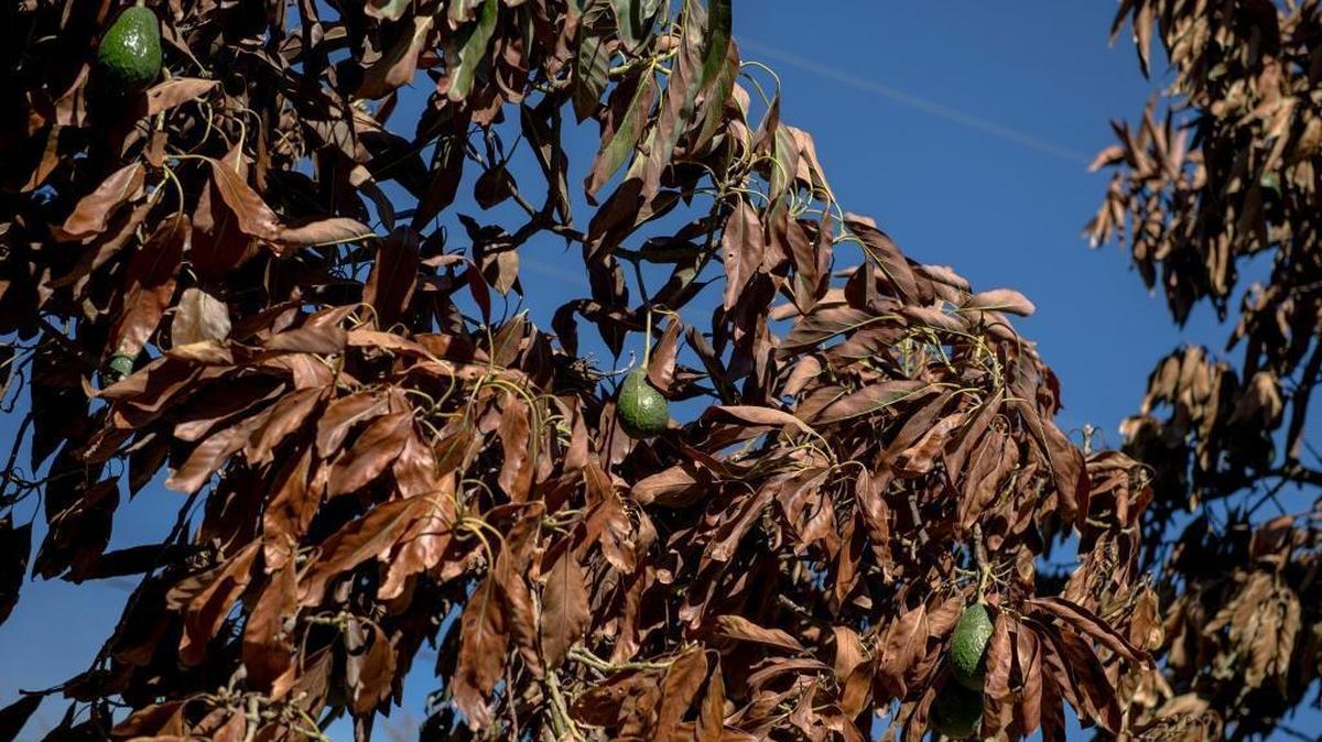 The Thomas Fire burned avocado trees at Brokaw Ranch in Santa Paula. The fire struck the biggest avocado-producing region in the United States, taking a toll on the $45 billion agriculture industry.