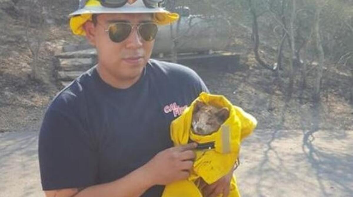This cat was rescued by Cal Fire Deputy State Fire Marshal Jose Duenas as he was conducting damage assessment inspections in areas affected by the Tubbs Fire in Sonoma County.