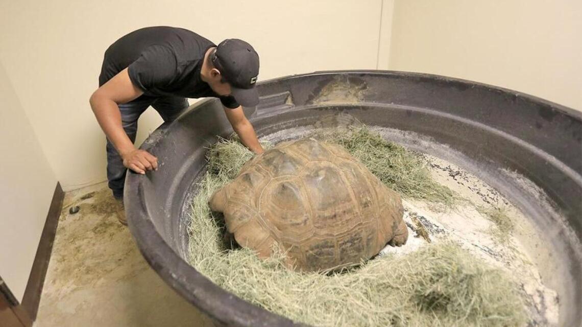 Ojai turtles needed shelter from the Thomas Fire, Atascadero City Hall volunteered