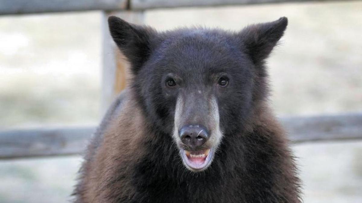 A file photo of a black bear on the side of Hi Mountain Road near Lopez Lake in Arroyo Grande. This is not the bear that was trapped in a Santa Barbara County park restroom.