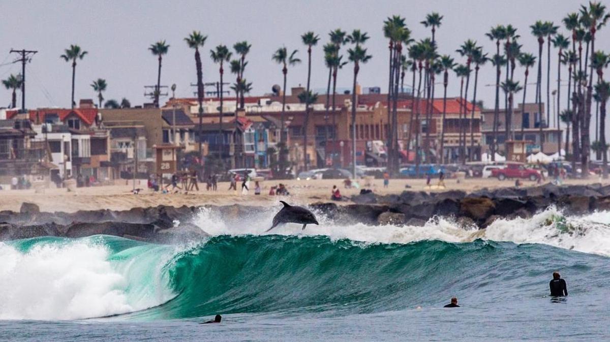 A pod of dolphins showed off their tricks in Newport Beach on Nov. 12, 2017.