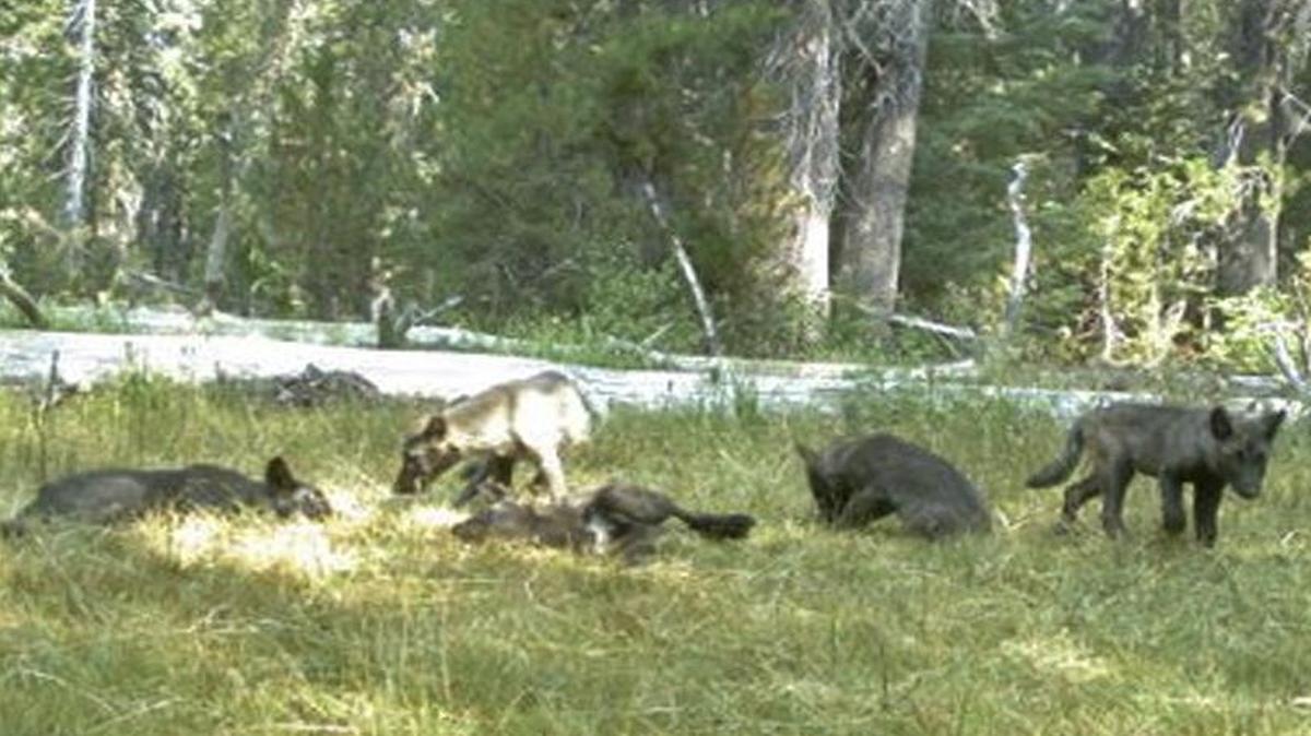 In this Aug. 9, 2015, still image from video released by the California Deptartment of Fish and Wildlife shows evidence of five gray wolf pups and two adults in Northern California.