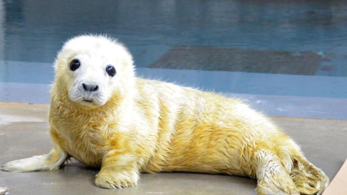 A new female gray seal was born Jan. 21, 2017, at the National Zoo in Washington, D.C.