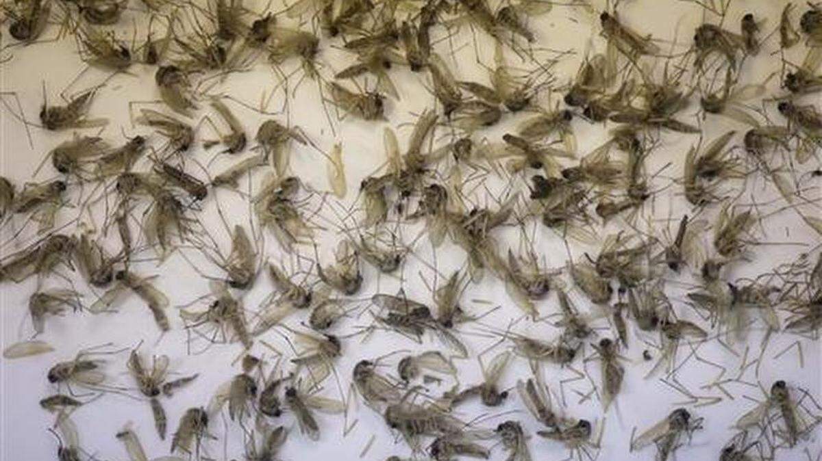 In this July 19, 2016, file photo, a tray of aedes dorsalis and culex tarsalis mosquitos are shown at the Salt Lake City Mosquito Abatement District near Salt Lake City. Brazilian researchers said on Thursday, July 21, 2016, they have found that a second species of mosquito, culex, is able to transmit the Zika virus to humans.