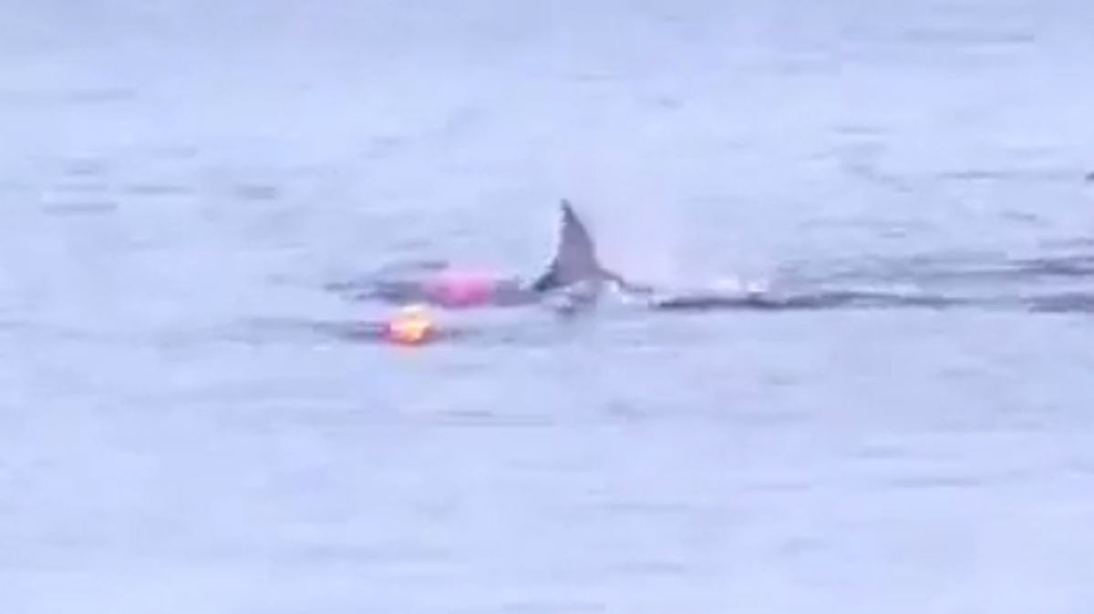 A startling video released this week shows a great white shark attacking a kayaker in Monterey Bay.