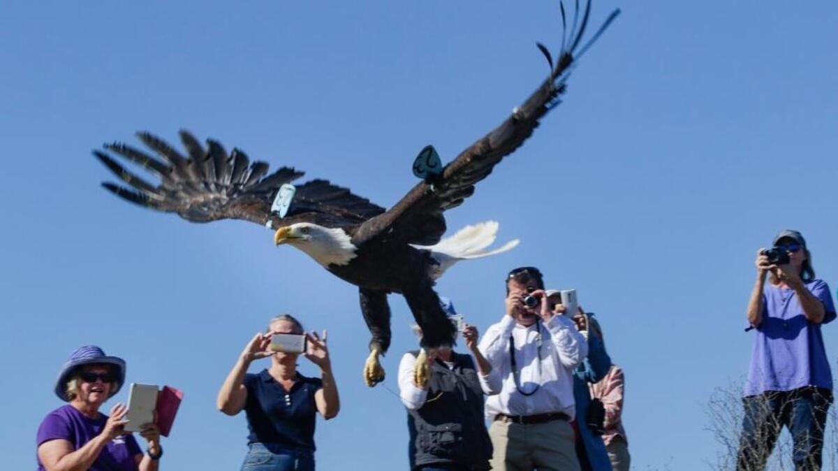 Spectators watch as a female bald eagle is released back into the wild near where it was found at Fort Hunter Liggett in 2016.