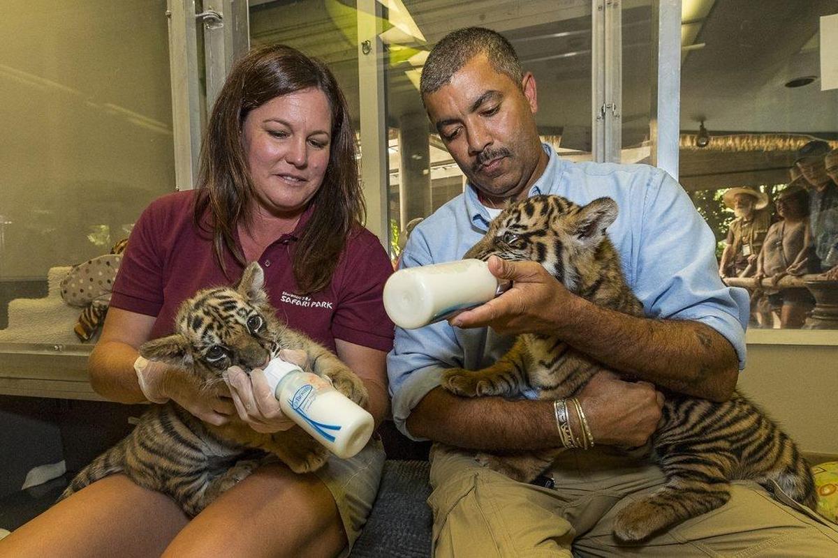 Two tiger cubs — one seized by the Border Patrol and another rejected by its mother — met each other for the first time at the San Diego Zoo on Monday, Sept. 11, 2017, the zoo said.