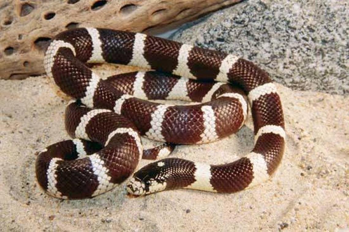 This is a California kingsnake.
