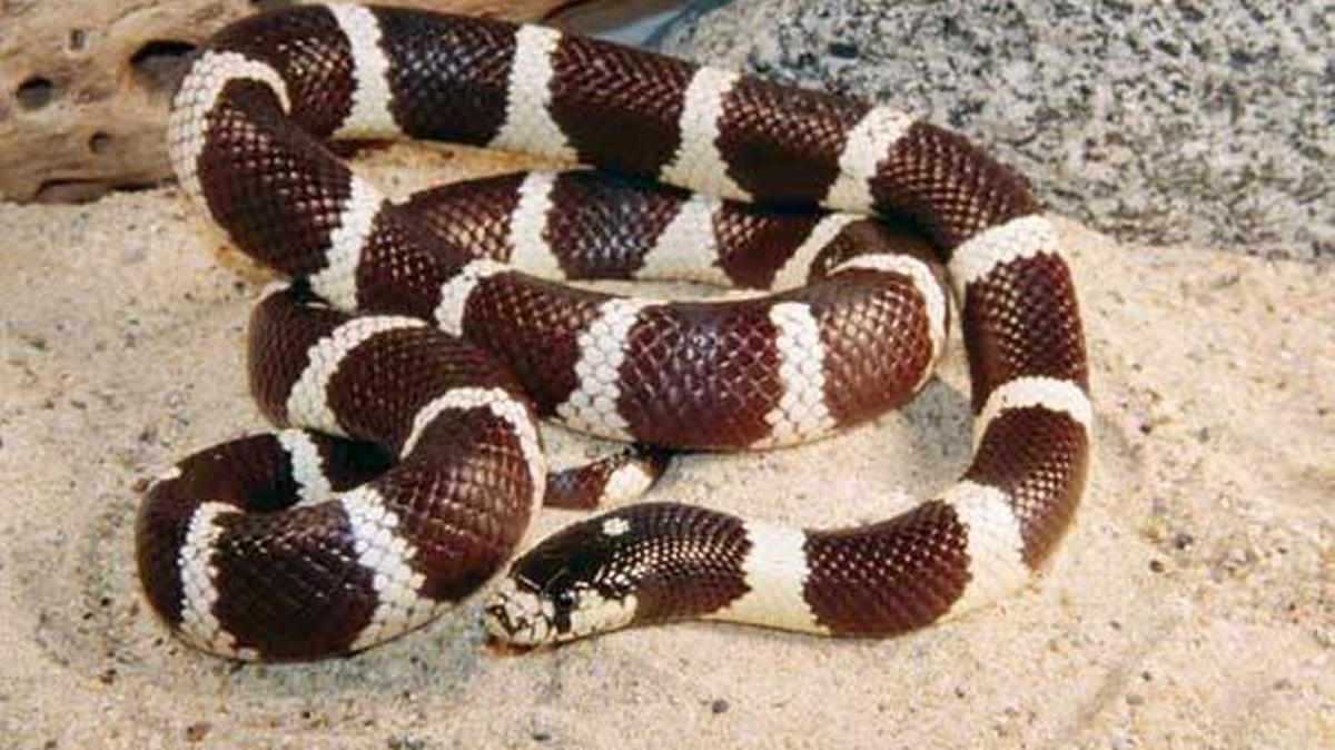 This is a California kingsnake, one of many species of snake that might have been washed onto beaches in the Santa Barbara area.