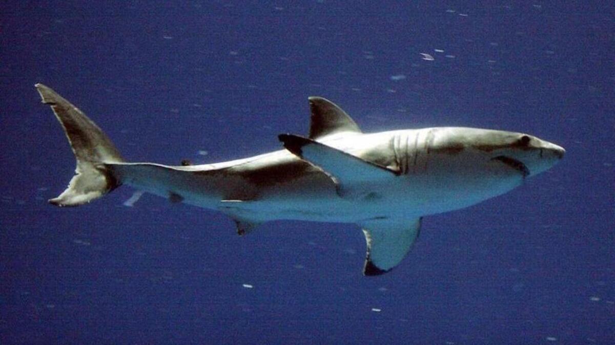 In this Sept. 14, 2004, file photo, a great white shark swims at the Monterey Bay Aquarium’s Outer Bay Exhibit in Monterey.