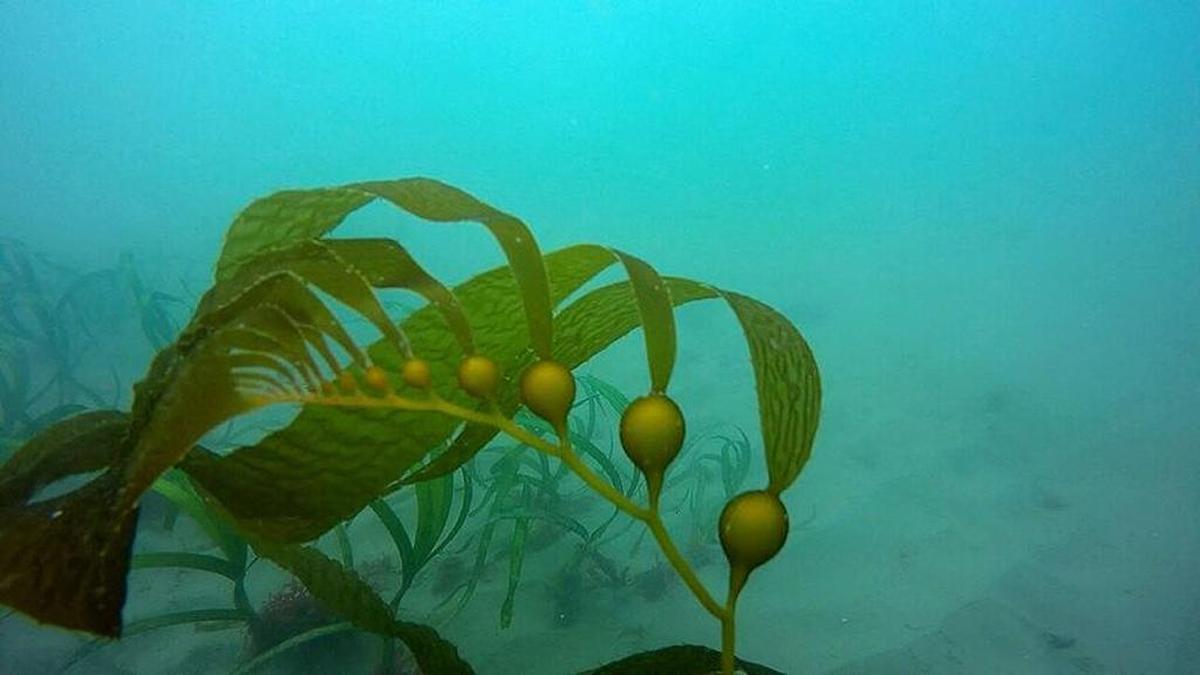 The divers found a couple of 20-foot-long kelp fronds like this one growing on the granite columns they installed last year.