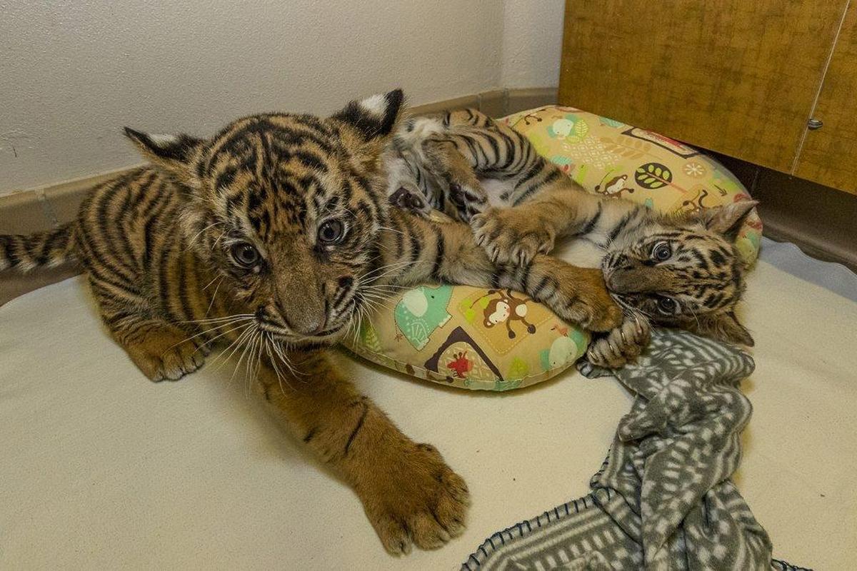 Two tiger cubs — one seized by the Border Patrol and another rejected by its mother — met each other for the first time at the San Diego Zoo on Monday, Sept. 11, 2017, the zoo said.