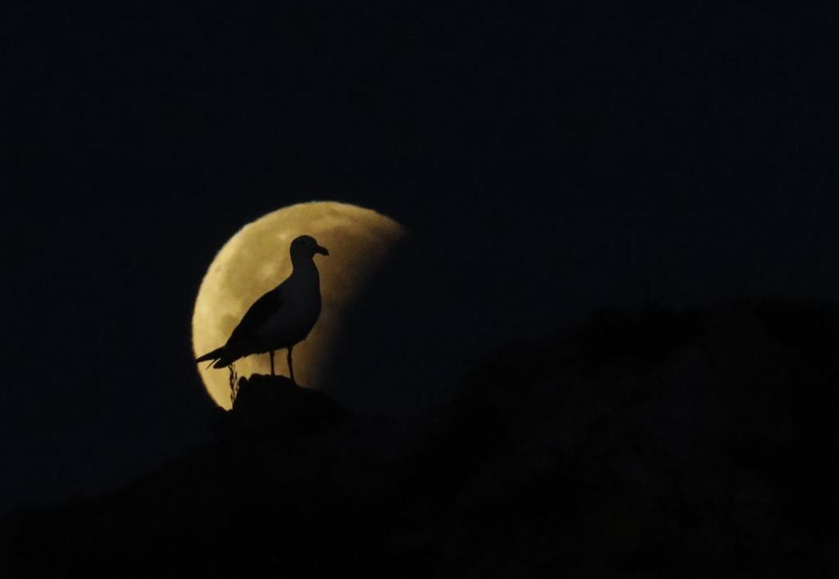 A seagull sits in front of the super blue blood moon eclipse in Pismo Beach.