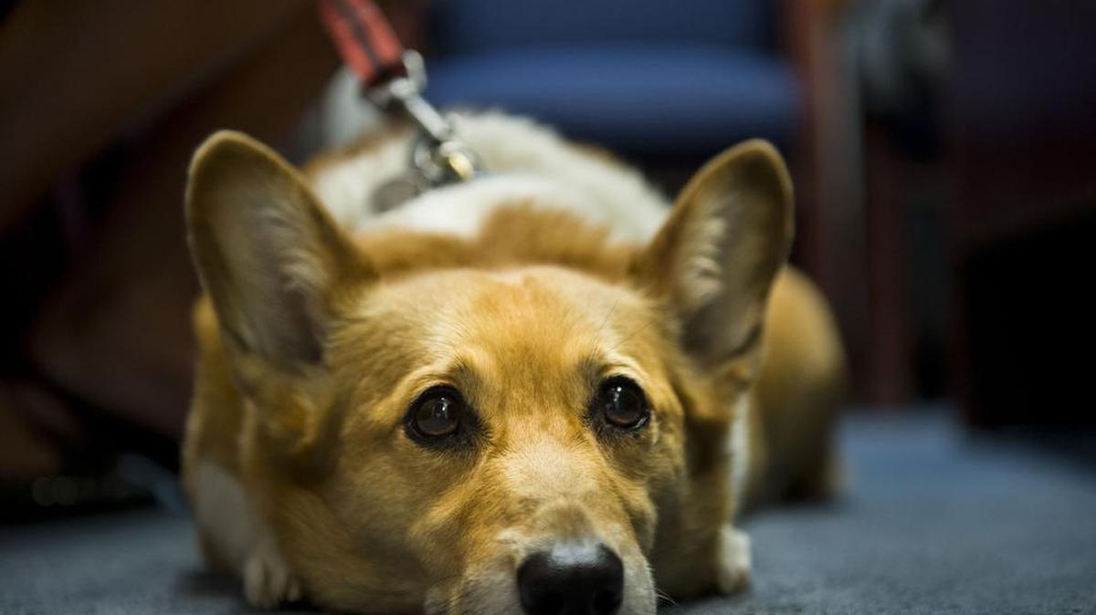 Sutter Brown, California’s first dog, has had emergency surgery for what is most likely cancer.