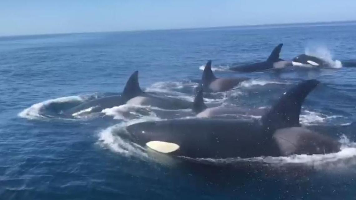 A San Diego whale watching tour observed a pod of orcas swimming close to their boat Thursday, October 5, 2017.