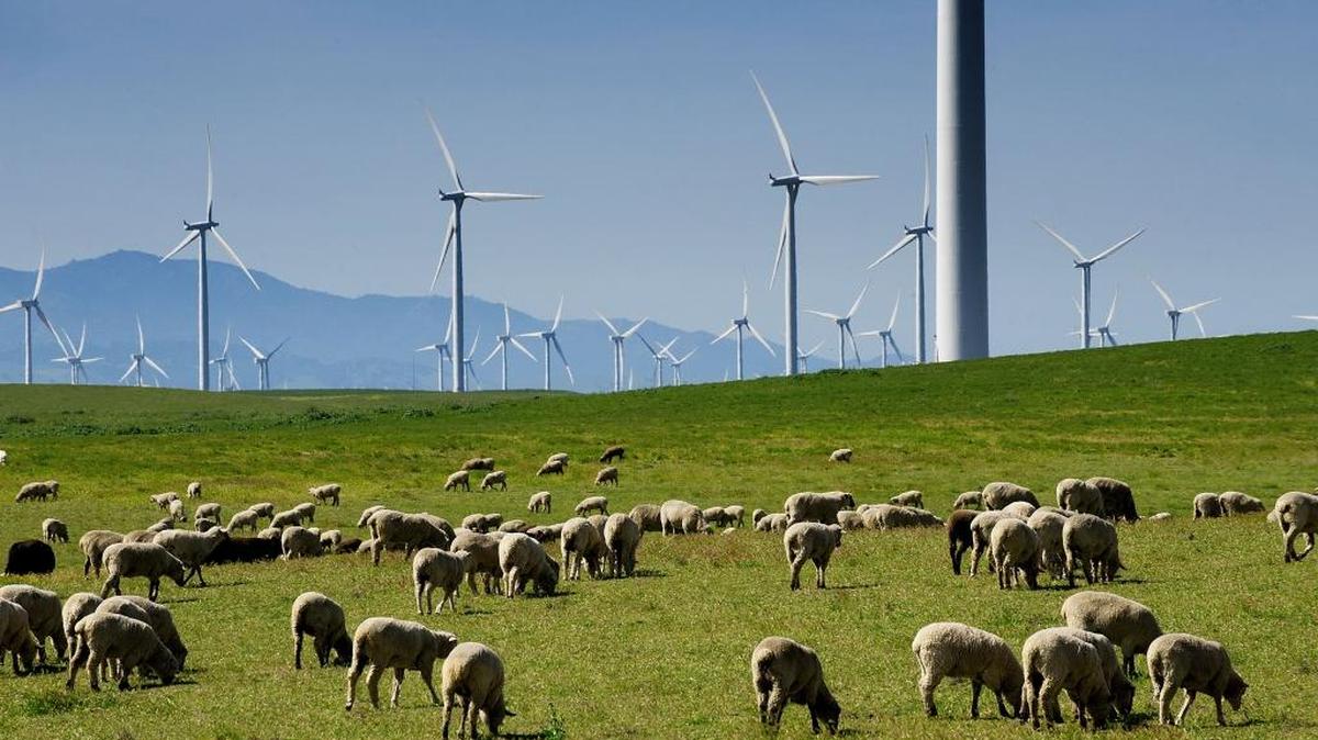 The Rio Vista wind farm in Solano County supplies the Sacramento Municipal Utility District.