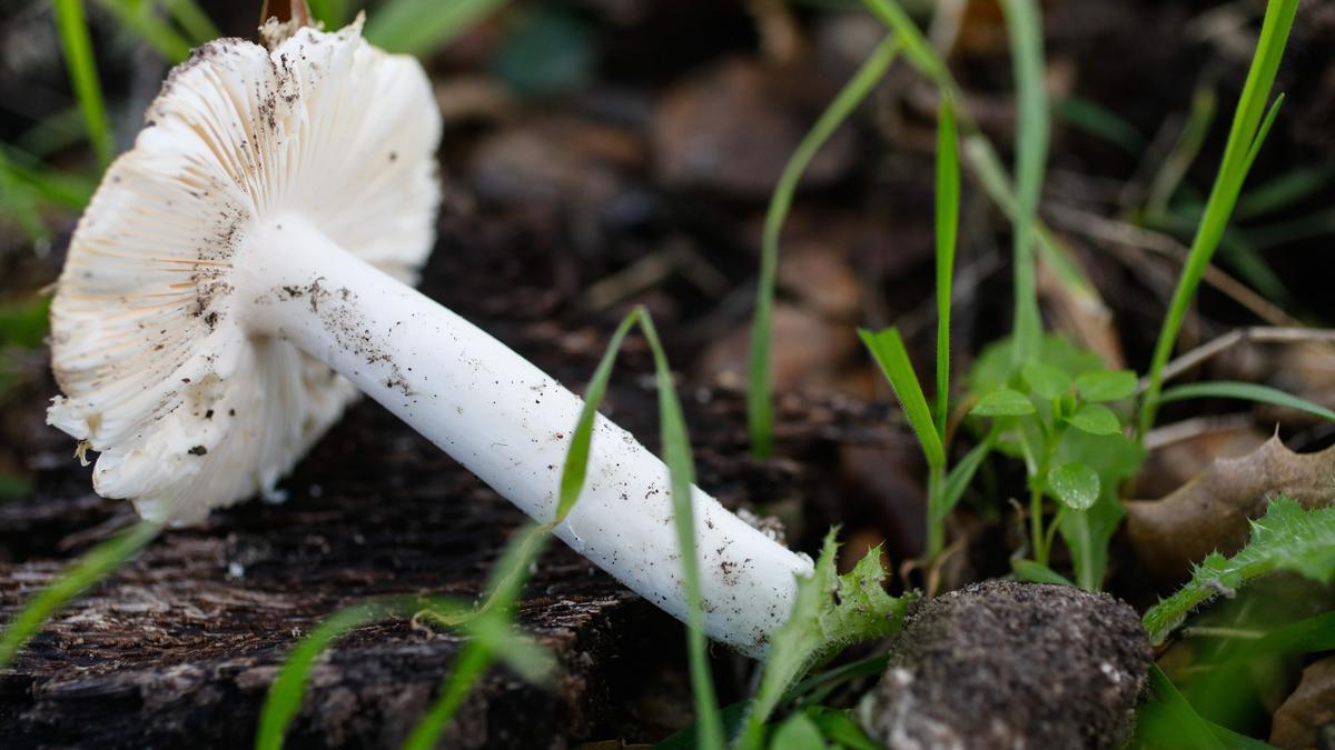 The Death Cap mushroom is one of several deadly varieties of mushroom popping up this year with the abundantly wet rain season. Identifying features include white gills, base sits in cup, ring or skirt on stem and found in oak woodland. Several dogs have been poisoned this year by mushrooms.