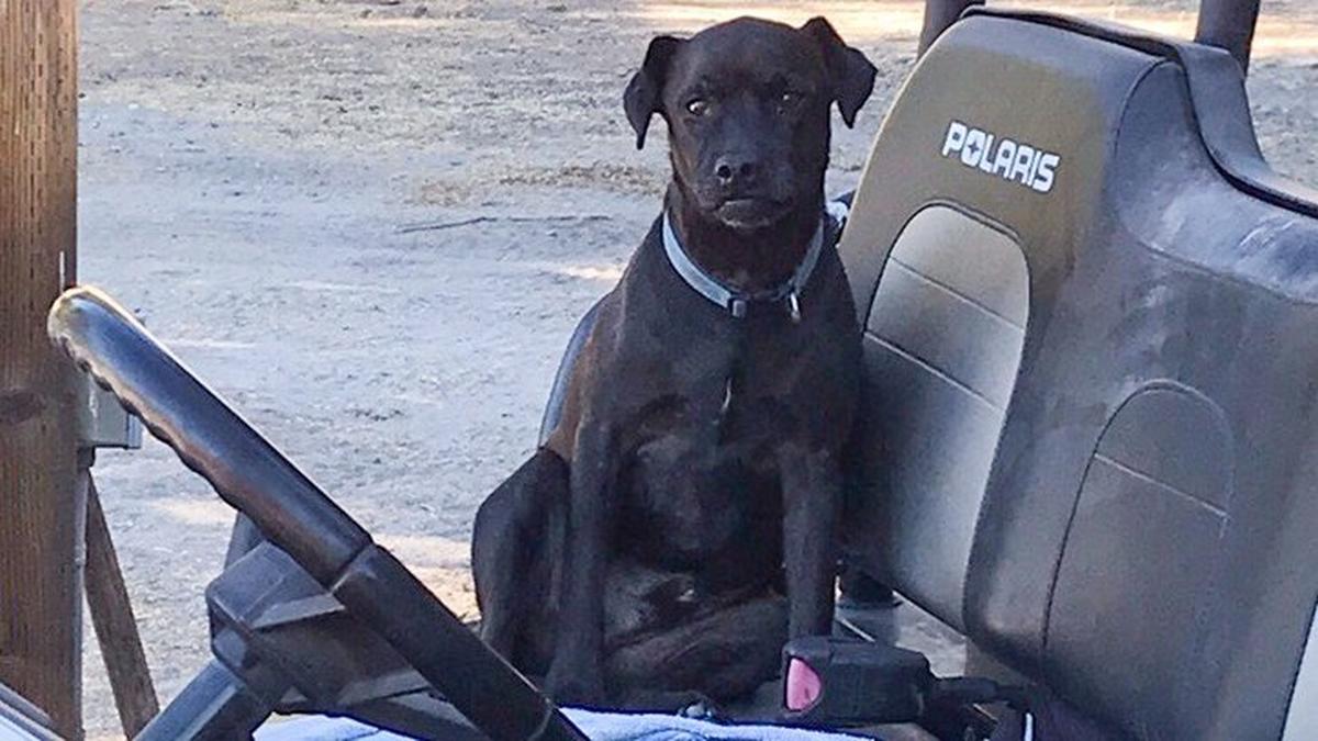 Several dogs in San Luis Obispo County have been poisoned this year by mushrooms. Mike Maddux of Arroyo Grande lost their house dog, Brodie. His veterinarian tested and confirmed the diagnosis.